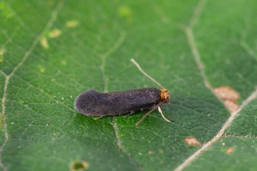 Cephimallota crassiflavella